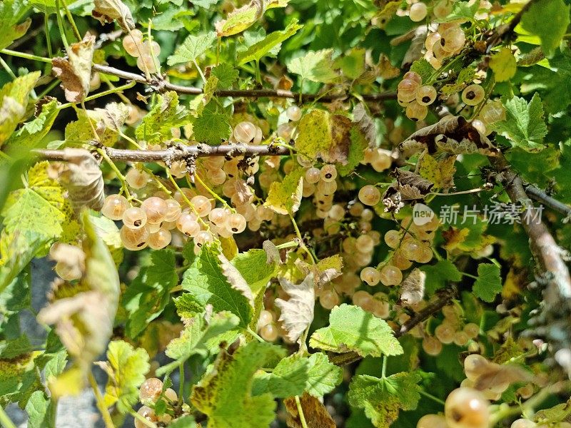 白醋栗（Ribes rubrum）